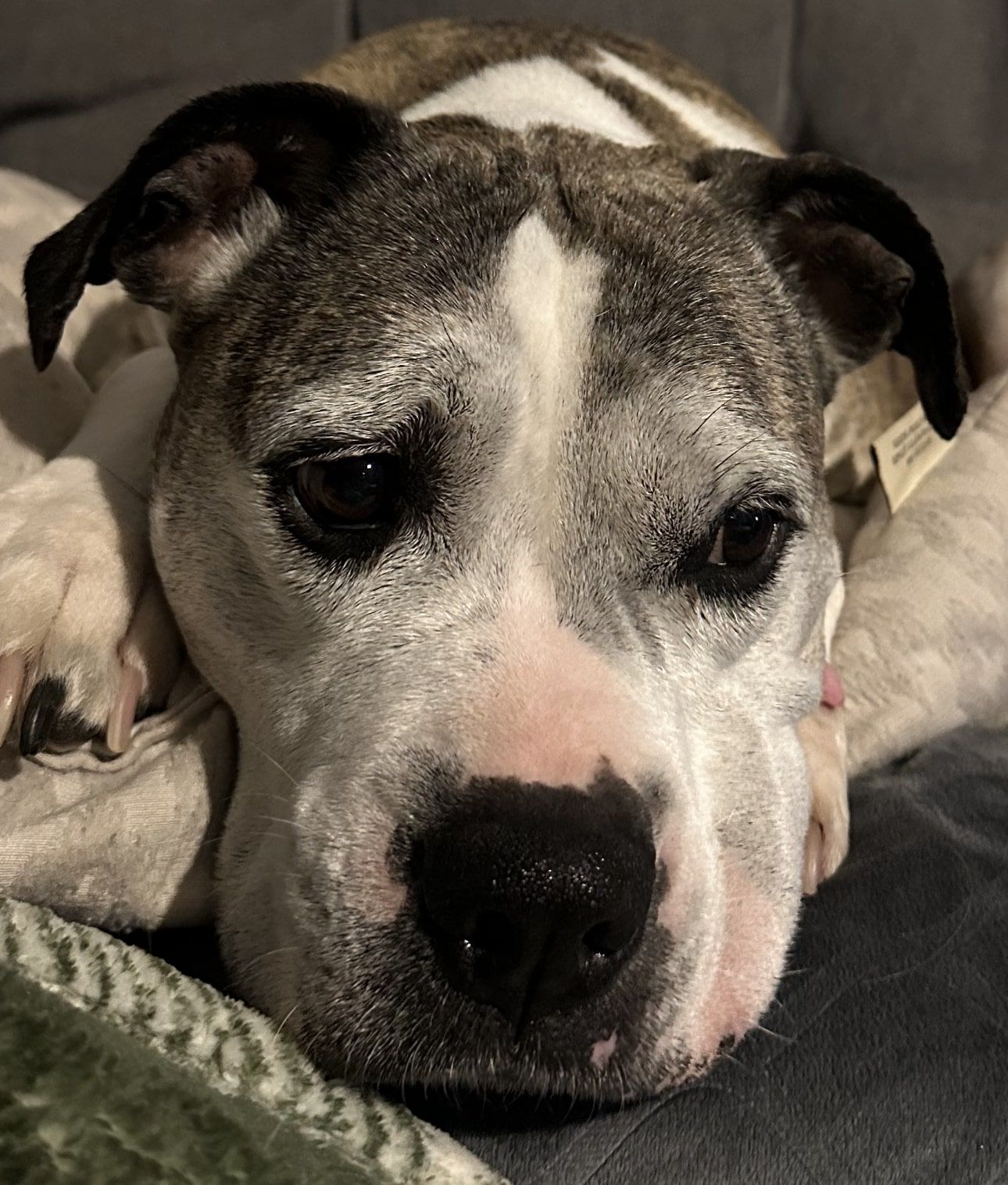 Brindlee aging gracefully