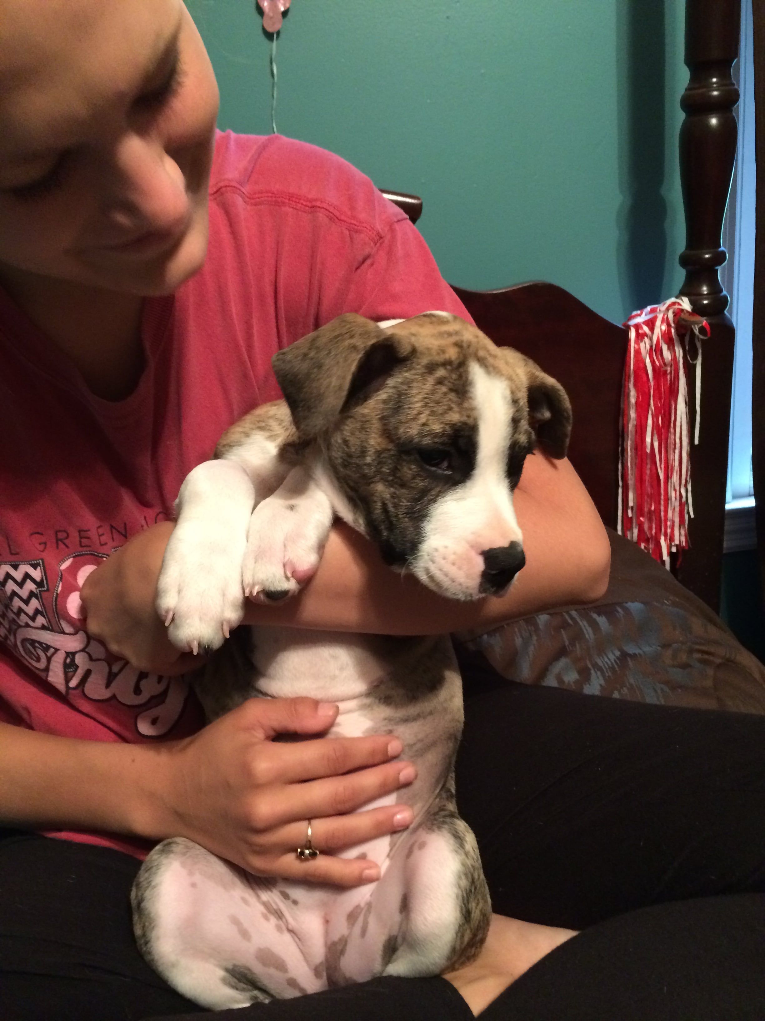 Brindlee as a puppy at the beginning
