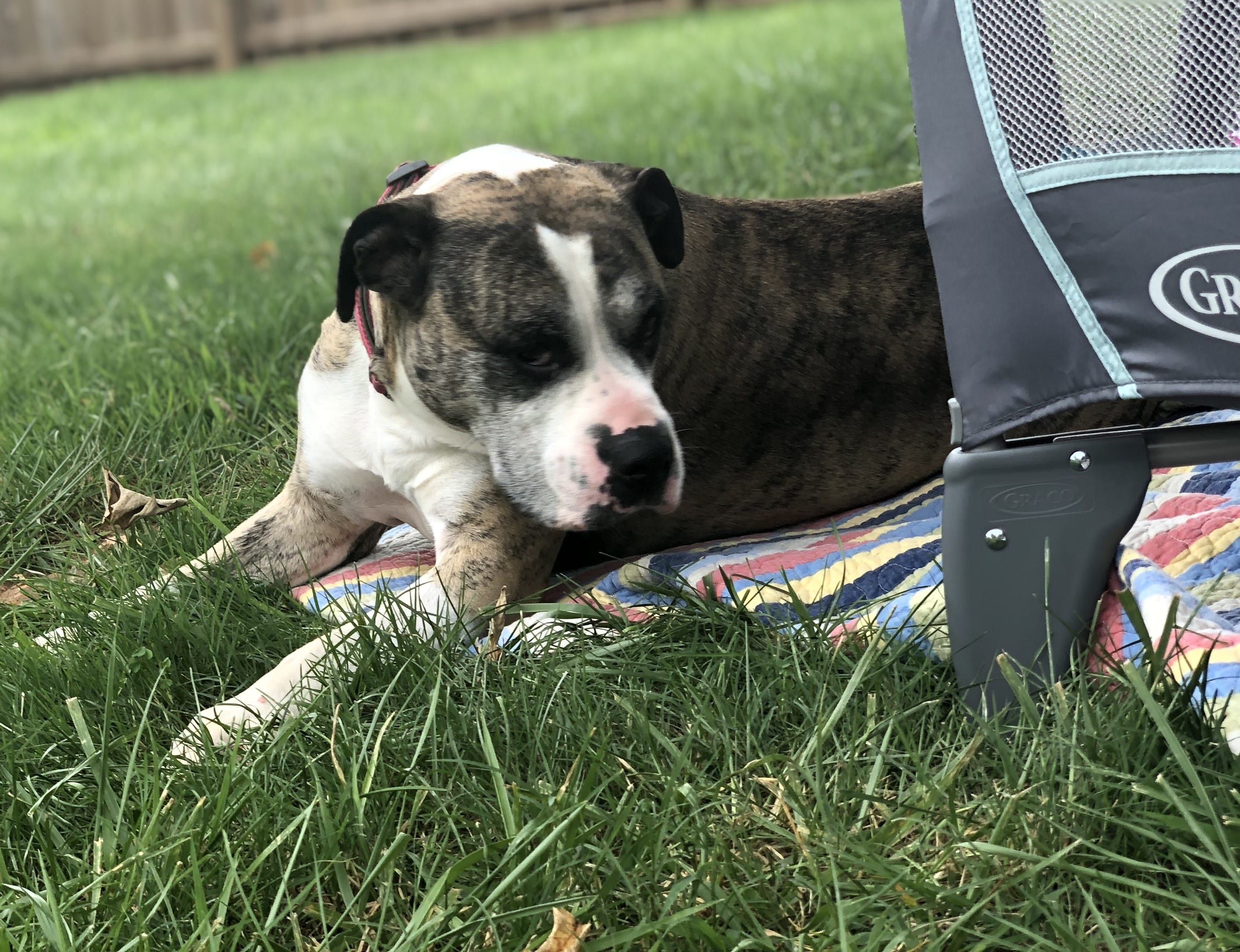 Brindlee watching baby Lincoln sleep