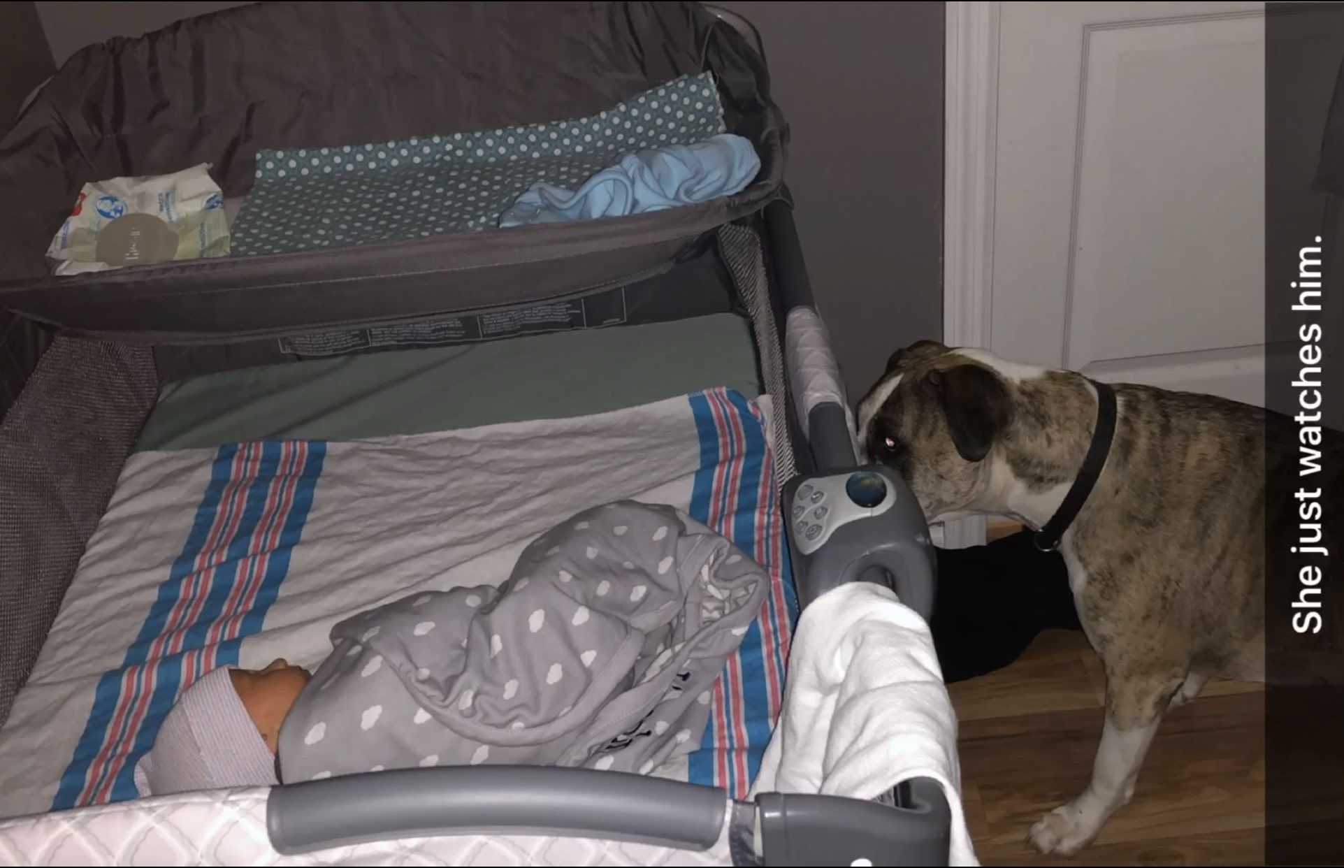 Brindlee watching over baby Lincoln